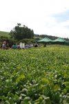 ATIVIDADES DE CAMPO MARCAM O ENCERRAMENTO DA SEMANA DO CURSO DE AGRONOMIA DA...