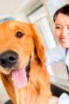 Como Ter Sucesso na Carreira de Medicina Veterinária